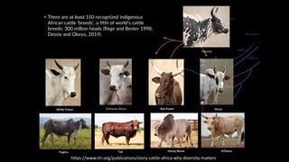 The mosaic genome of African cattle: A unique adaptive genetic resource