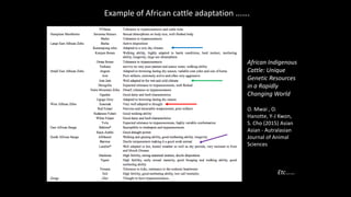 The mosaic genome of African cattle: A unique adaptive genetic resource