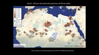 The mosaic genome of African cattle: A unique adaptive genetic resource