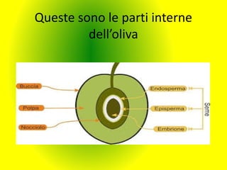 Queste sono le parti interne
dell’oliva
 
