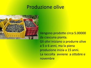 Produzione olive
Vengono prodotte circa 5.00000
da ciascuna pianta.
Gli olivi iniziano a produrre olive
a 5 o 6 anni, ma la piena
produzione inizia a 15 anni.
La raccolta avviene a ottobre e
novembre
 