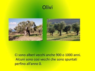Olivi
Ci sono alberi vecchi anche 900 o 1000 anni.
Alcuni sono così vecchi che sono spuntati
perfino all’anno 0.
 