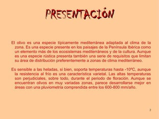 2
PRESENTACIÓNPRESENTACIÓN
El olivo es una especie típicamente mediterránea adaptada al clima de la
zona. Es una especie presente en los paisajes de la Península Ibérica como
un elemento más de los ecosistemas mediterráneos y de la cultura. Aunque
es una especie rústica presenta también una serie de requisitos que limitan
su área de distribución preferentemente a zonas de clima mediterráneo.
Es sensible a las heladas, si bien, soporta temperaturas hasta -10ºC, aunque
la resistencia al frío es una característica varietal. Las altas temperaturas
son perjudiciales, sobre todo, durante el periodo de floración. Aunque se
encuentran olivos en muy variadas zonas, parece desarrollarse mejor en
áreas con una pluviometría comprendida entre los 600-800 mm/año.
