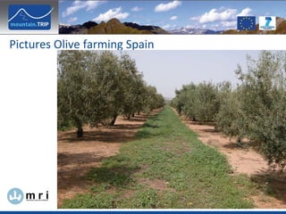 Pictures Olive farming Spain 
