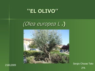 ‘‘ EL OLIVO’’   (Olea europea L  .) Sergio Chozas Tato 2ºA 2�62009 