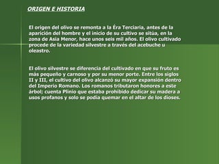 ORIGEN E HISTORIA El origen del olivo se remonta a la Éra Terciaria, antes de la aparición del hombre y el inicio de su cultivo se sitúa, en la zona de Asia Menor, hace unos seis mil años. El olivo cultivado procede de la variedad silvestre a través del acebuche u oleastro.  El olivo silvestre se diferencia del cultivado en que su fruto es más pequeño y carnoso y por su menor porte. Entre los siglos II y III, el cultivo del olivo alcanzó su mayor expansión dentro del Imperio Romano. Los romanos tributaron honores a este árbol; cuenta Plinio que estaba prohibido dedicar su madera a usos profanos y solo se podía quemar en el altar de los dioses.  