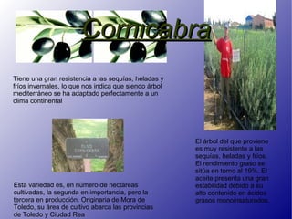 Cornicabra Esta variedad es, en número de hectáreas cultivadas, la segunda en importancia, pero la tercera en producción. Originaria de Mora de Toledo, su área de cultivo abarca las provincias de Toledo y Ciudad Rea Tiene una gran resistencia a las sequías, heladas y fríos invernales, lo que nos indica que siendo árbol mediterráneo se ha adaptado perfectamente a un clima continental El árbol del que proviene es muy resistente a las sequías, heladas y fríos. El rendimiento graso se sitúa en torno al 19%. El aceite presenta una gran estabilidad debido a su alto contenido en ácidos grasos monoinsaturados. 