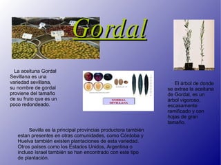 Gordal El árbol de donde se extrae la aceituna de Gordal, es un árbol vigoroso, escasamente ramificado y con hojas de gran tamaño. La aceituna Gordal Sevillana es una variedad sevillana, su nombre de gordal proviene del tamaño de su fruto que es un poco redondeado.  Sevilla es la principal provincias productora también estan presentes en otras comunidades, como Córdoba y Huelva también existen plantaciones de esta variedad. Otros países como los Estados Unidos, Argentina o incluso Israel también se han encontrado con este tipo de plantación. 