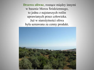 Drzewo oliwne, rosnące między innymi
w basenie Morza Śródziemnego,
to jedna z najstarszych roślin
uprawianych przez człowieka.
Już w starożytności oliwa
była uznawana za cenny produkt.
 
