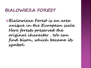 Bialowieza Forest is an area
unique in the European scale.
Here forests preserved the
original character . We can
find bison, which became its
symbol.
 