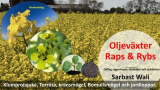 Oljeväxter
Raps & Rybs
Odling, egenskaper, skadedjur och sjukdomar
Sarbast Wali
Klumprotsjuka, Torröta, kransmögel, Bomullsmögel och jordloppor.
Användning
 