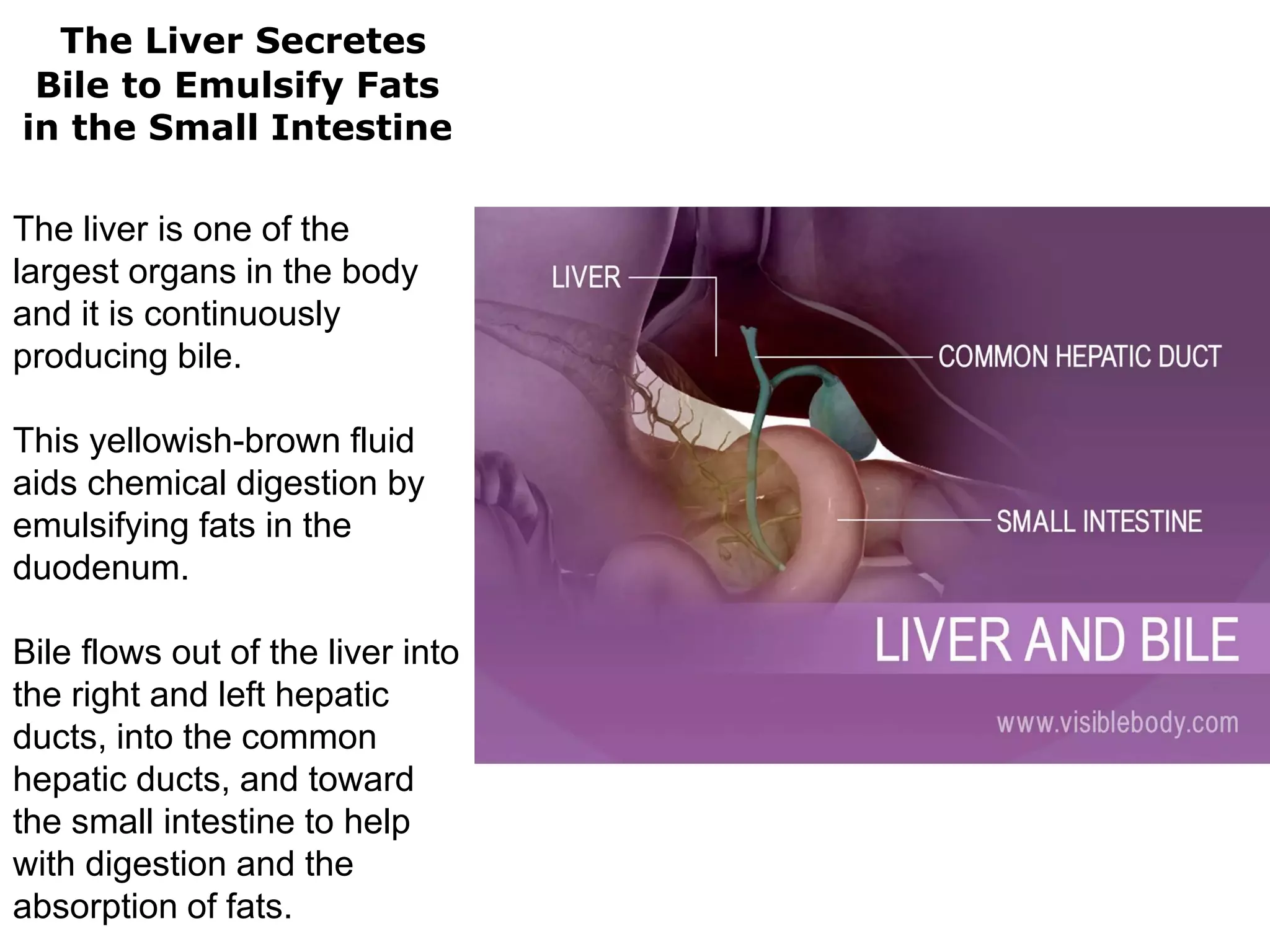 The Digestive System (1).pdf
