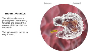 The Lymphatic System.pdf