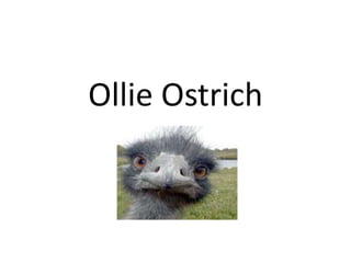 Ollie Ostrich
 