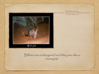 Bilbies are endangered and they are also a
marsupial.
Image: 'Macrotis lagotis'
http://www.flickr.com/photos/9570125@N05/3751088951
Found on flickrcc.net
 
