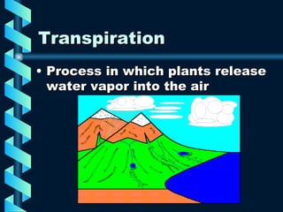 Transpiration Process in which plants release water vapor into the air 