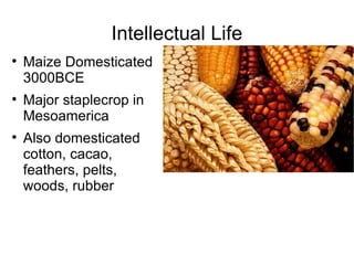 Intellectual Life Maize Domesticated 3000BCE Major staplecrop in Mesoamerica Also domesticated cotton, cacao, feathers, pelts, woods, rubber 