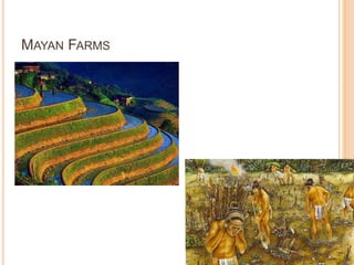 MAYAN FARMS
 