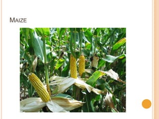 MAIZE
 
