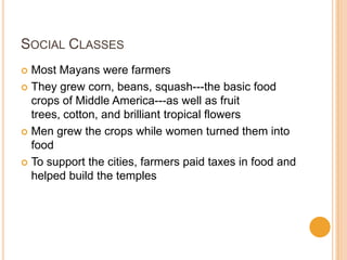 SOCIAL CLASSES
 Most Mayans were farmers
 They grew corn, beans, squash---the basic food
crops of Middle America---as well as fruit
trees, cotton, and brilliant tropical flowers
 Men grew the crops while women turned them into
food
 To support the cities, farmers paid taxes in food and
helped build the temples
 