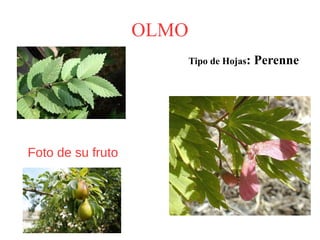 Olmo | ODP