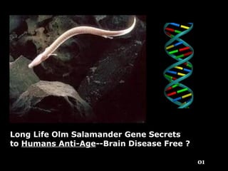 Long Life Olm Salamander Gene Secrets
to Humans Anti-Age--Brain Disease Free ?
01
 