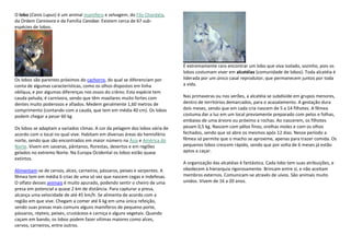 O lobo (Canis Lupus) é um animal mamífero e selvagem, do Filo Chordata,
da Ordem Carnivora e da Família Canidae. Existem cerca de 67 sub-
espécies de lobos.
Os lobos são parentes próximos do cachorro, do qual se diferenciam por
conta de algumas características, como os olhos dispostos em linha
oblíqua, e por algumas diferenças nos ossos do crânio. Esta espécie tem
cauda peluda, é carnívora, sendo que têm maxilares muito fortes com
dentes muito poderosos e afiados. Medem geralmente 1,60 metros de
comprimento (contando com a cauda, que tem em média 40 cm). Os lobos
podem chegar a pesar 60 kg.
Os lobos se adaptam a variados climas. A cor da pelagem dos lobos vária de
acordo com o local no qual vive. Habitam em diversas áreas do hemisfério
norte, sendo que são encontrados em maior número na Ásia e América do
Norte. Vivem em savanas, pântanos, florestas, desertos e em regiões
gelados no extremo Norte. Na Europa Ocidental os lobos estão quase
extintos.
Alimentam-se de cervos, alces, carneiros, pássaros, peixes e serpentes. A
fêmea tem em média 6 crias de uma só vez que nascem cegas e indefesas.
O olfato desses animais é muito apurado, podendo sentir o cheiro de uma
presa em potencial a quase 2 km de distância. Para capturar a presa,
alcança uma velocidade de até 45 km/h. Se alimenta de acordo com a
região em que vive. Chegam a comer até 6 kg em uma única refeição,
sendo suas presas mais comuns alguns mamíferos de pequeno porte,
pássaros, répteis, peixes, crustáceos e carniça e alguns vegetais. Quando
caçam em bando, os lobos podem fazer vítimas maiores como alces,
cervos, carneiros, entre outros.
É extremamente raro encontrar um lobo que viva isolado, sozinho, pois os
lobos costumam viver em alcatéias (comunidade de lobos). Toda alcatéia é
liderada por um único casal reprodutor, que permanecem juntos por toda
a vida.
Nas primaveras ou nos verões, a alcatéia se subdivide em grupos menores,
dentro de territórios demarcados, para o acasalamento. A gestação dura
dois meses, sendo que em cada cria nascem de 5 a 14 filhotes. A fêmea
costuma dar a luz em um local previamente preparado com pelos e folhas,
embaixo de uma árvore ou próximo a rochas. Ao nascerem, os filhotes
pesam 0,5 kg. Nascem com pêlos finos, orelhas moles e com os olhos
fechados, sendo que só abre os mesmos após 12 dias. Nesse período a
fêmea só permite que o macho se aproxime, apenas para trazer comida. Os
pequenos lobos crescem rápido, sendo que por volta de 6 meses já estão
aptos a caçar.
A organização das alcatéias é fantástica. Cada lobo tem suas atribuições, e
obedecem à hierarquia rigorosamente. Brincam entre si, e não aceitam
membros externos. Comunicam-se através de uivos. São animais muito
unidos. Vivem de 16 a 20 anos.
 