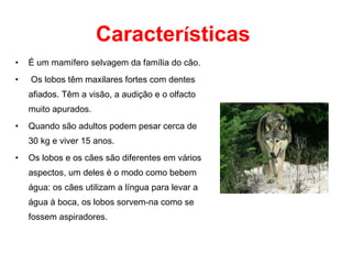 Caracter í sticas É um mamífero selvagem da família do cão. Os lobos têm maxilares fortes com dentes afiados. Têm a visão, a audição e o olfacto muito apurados.  Quando são adultos podem pesar   cerca de 30 kg e viver 15 anos. Os lobos e os cães são diferentes em vários aspectos, um deles é o modo como bebem água: os cães utilizam a língua para levar a água à boca, os lobos sorvem-na como se fossem aspiradores. 