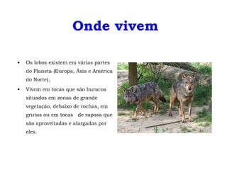 Onde vivem Os lobos existem em várias partes do Planeta (Europa, Ásia e América do Norte).  Vivem em tocas que são buracos situados em zonas de grande vegetação, debaixo de rochas, em grutas ou em tocas  de raposa que são aproveitadas e alargadas por eles. 