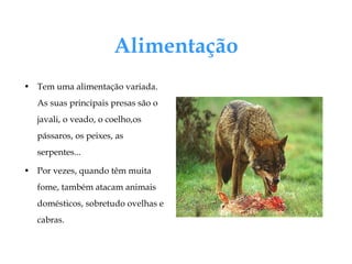 Alimentação Tem uma alimentação variada. As suas principais presas são o javali, o veado, o coelho,os pássaros, os peixes, as serpentes...  Por vezes, quando têm muita fome, também atacam animais domésticos, sobretudo ovelhas e cabras.  