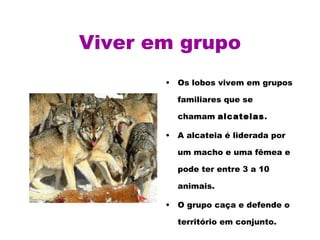 Viver em grupo Os lobos vivem em grupos familiares que se chamam  alcateias .  A alcateia é liderada por um macho e uma fêmea e pode ter entre 3 a 10 animais.  O grupo caça e defende o território em conjunto. 