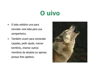 O uivo O lobo solitário uiva para convidar uma loba para sua companheira.  Também uivam para comandar caçadas, pedir ajuda, marcar território, chamar outros membros da alcateia ou apenas porque lhes apetece. 