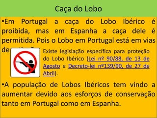 Caça do Lobo
•Em Portugal a caça do Lobo Ibérico é
proibida, mas em Espanha a caça dele é
permitida. Pois o Lobo em Portugal está em vias
de extinção. Existe legislação específica para proteção
              do Lobo Ibérico (Lei nº 90/88, de 13 de
              Agosto e Decreto-lei nº139/90, de 27 de
              Abril).
•A população de Lobos Ibéricos tem vindo a
aumentar devido aos esforços de conservação
tanto em Portugal como em Espanha.
 