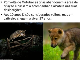 • Por volta de Outubro as crias abandonam a área de
  criação e passam a acompanhar a alcateia nas suas
  deslocações.
• Aos 10 anos já são considerados velhos, mas em
  cativeiro chegam a viver 17 anos.
 