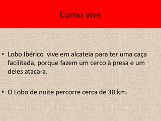 Como vive


• Lobo Ibérico vive em alcateia para ter uma caça
  facilitada, porque fazem um cerco à presa e um
  deles ataca-a.

• O Lobo de noite percorre cerca de 30 km.
 