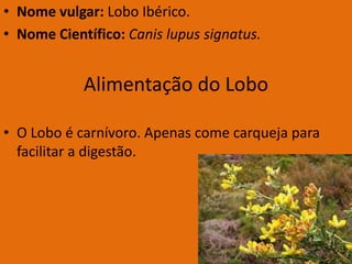 • Nome vulgar: Lobo Ibérico.
• Nome Científico: Canis lupus signatus.


            Alimentação do Lobo

• O Lobo é carnívoro. Apenas come carqueja para
  facilitar a digestão.
 
