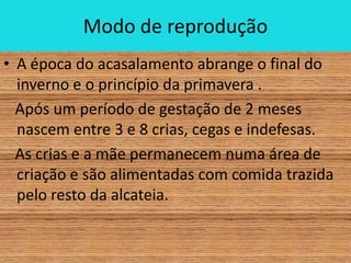 Modo de reprodução
• A época do acasalamento abrange o final do
  inverno e o princípio da primavera .
  Após um período de gestação de 2 meses
  nascem entre 3 e 8 crias, cegas e indefesas.
  As crias e a mãe permanecem numa área de
  criação e são alimentadas com comida trazida
  pelo resto da alcateia.
 