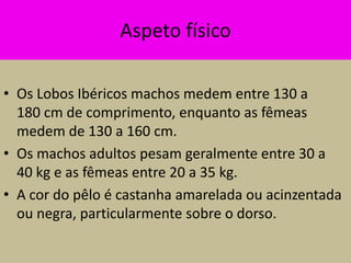 Aspeto físico

• Os Lobos Ibéricos machos medem entre 130 a
  180 cm de comprimento, enquanto as fêmeas
  medem de 130 a 160 cm.
• Os machos adultos pesam geralmente entre 30 a
  40 kg e as fêmeas entre 20 a 35 kg.
• A cor do pêlo é castanha amarelada ou acinzentada
  ou negra, particularmente sobre o dorso.
 