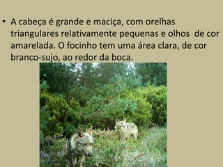 • A cabeça é grande e maciça, com orelhas
  triangulares relativamente pequenas e olhos de cor
  amarelada. O focinho tem uma área clara, de cor
  branco-sujo, ao redor da boca.
 