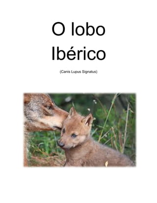 O lobo
Ibérico
(Canis Lupus Signatus)
 