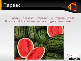 Тарвас Говийн элсэрхэг хөрсөнд ч тарвас ургах боломжтой. Нэг тарвас нь 1-6 кг хүртэл жин татна. Буцах 