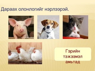 Дараах олонлогийг нэрлээрэй.

Гэрийн 
тэжээмэл
амьтад

 