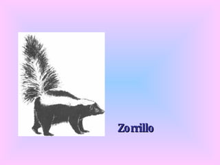 Zorrillo