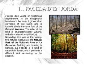11. FAGEDA D’EN JORDÀ
Fageda d’en Jordá, of mysterious
appearance, is an exceptional
beechwood because it grows at an
elevation of just 500m and is
located above the lava flow of the
Croscat Volcano. The relief of the
land is characteristically waving,
with short elevations (hillocks).
Nowadays it is one of the twenty-
five natural reserves of the Natural
Park of the Volcanic Area of La
Garrotxa. Building and hunting is
banned. La Fageda is a kind of
caducifolic forest, and it presents a
different look according to the
season.
 