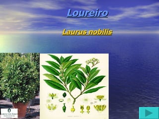 Loureiro Laurus nobilis 