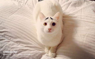Cat picture 
hello@crowdicity.com @crowdicity 
crowdicity.com 
@crowdicity @nickjwright crowdicity.com 
@crowdicity @nickjwright crowdicity.com 
 