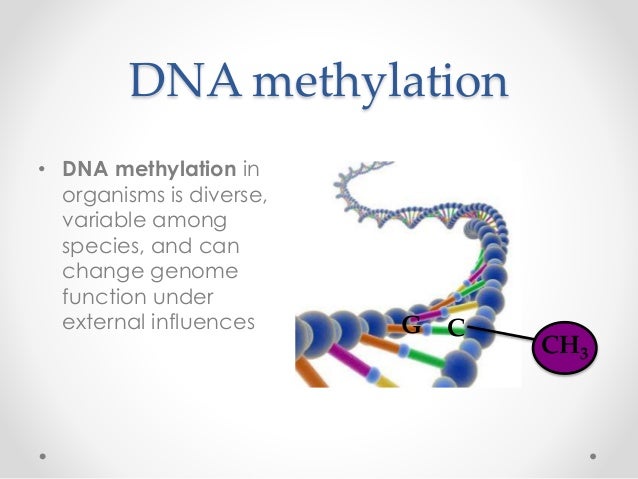 What is DNA methylation?