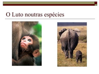 O Luto noutras espécies
 