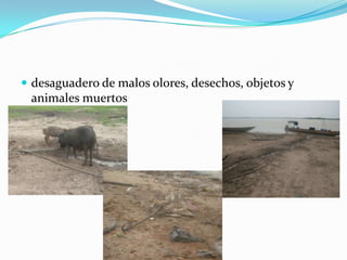 desaguadero de malos olores, desechos, objetos y animales muertos