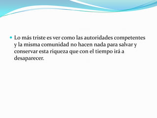 Lo más triste es ver como las autoridades competentes y la misma comunidad no hacen nada para salvar y conservar esta riqueza que con el tiempo irá a desaparecer. 